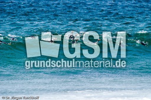 Eselspinguin (39 von 97).jpg